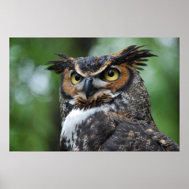Póster Great-Horned Owl (Frente)