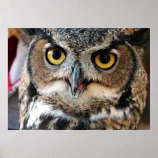 Póster Great Horned Owl (Bubo virginianus)
