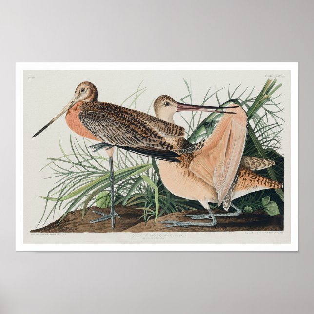 Póster Great Marbled Godwit by Audubon Poster (Frente)