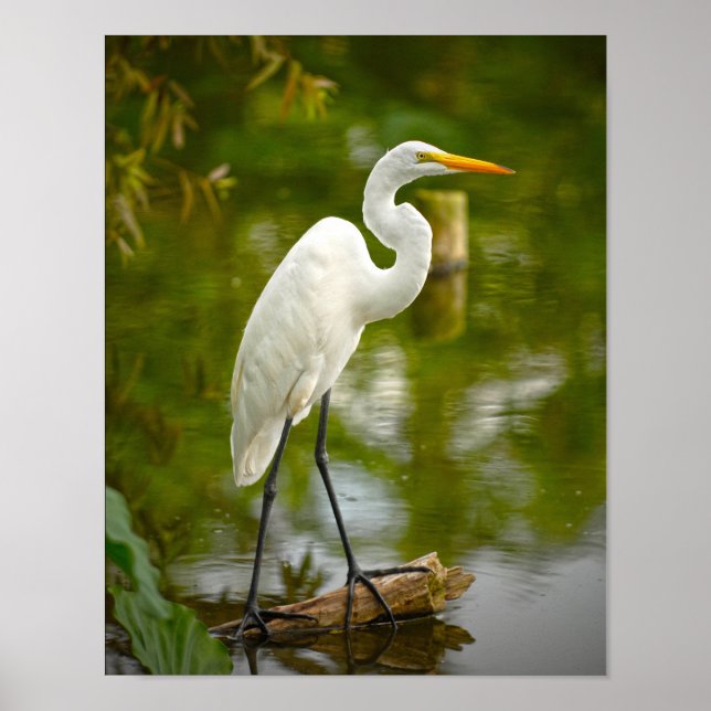 Póster Great White Heron on a Log Photograph (Frente)