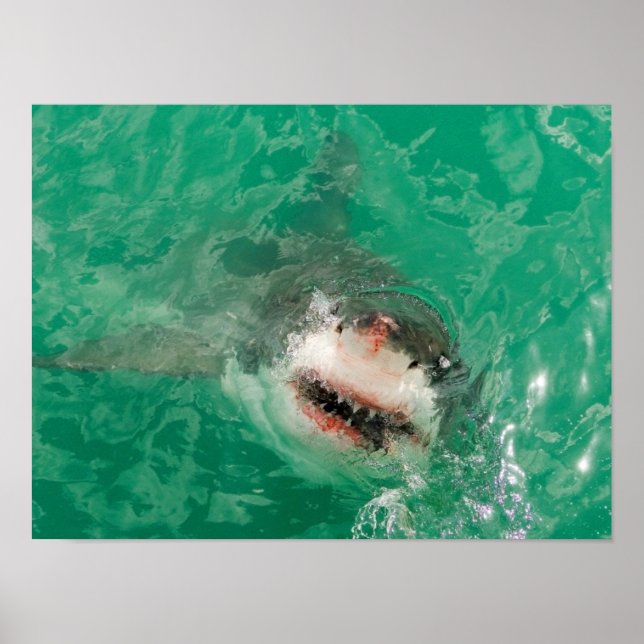 Póster Great White Shark1 (Frente)