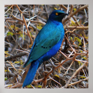 Póster Greater Blue Eared Starling bird