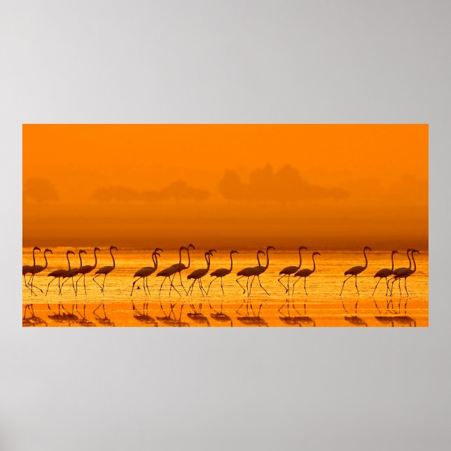 Póster Greater Flamingo ( Phoenicopterus roseus) walking  (Frente)