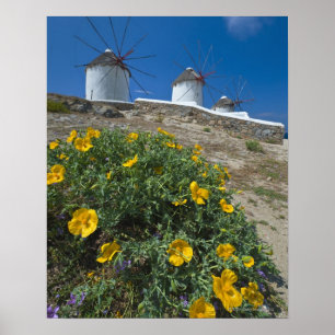 Póster Grecia, islas de Cícladas, Mykonos, florece cerca