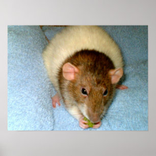 Póster Greedy Rat Poster