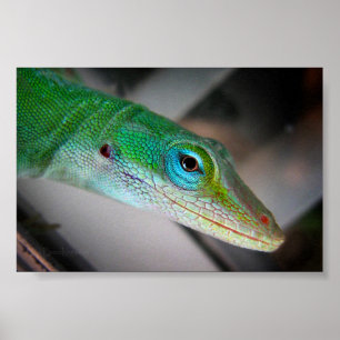 Póster Green Anole Lizard