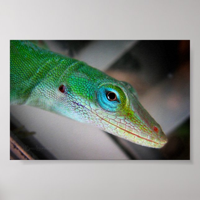 Póster Green Anole Lizard (Frente)