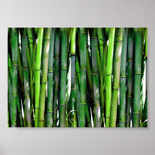 Póster Green Bamboo Stalks Nature Photography (Frente)