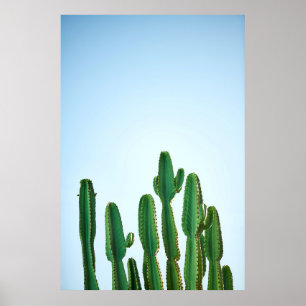Póster Green cactus plant in white background