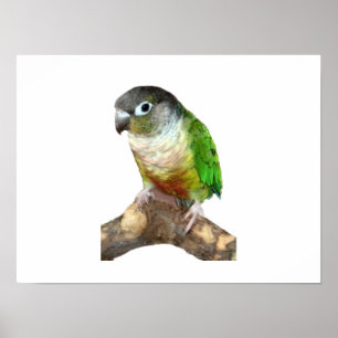 Póster Green Cheek Conure