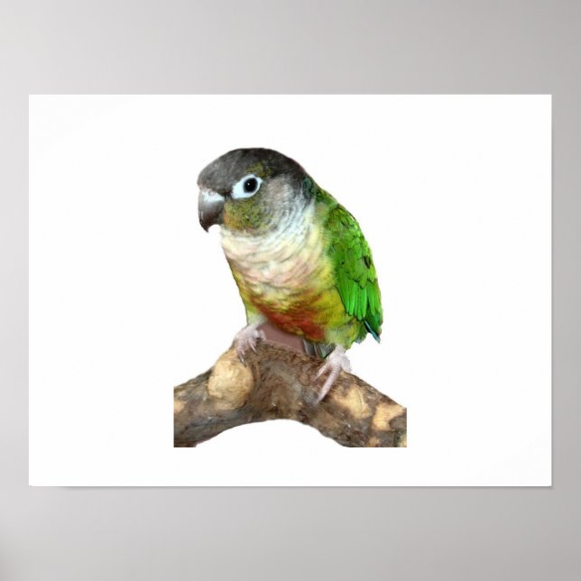 Póster Green Cheek Conure (Frente)
