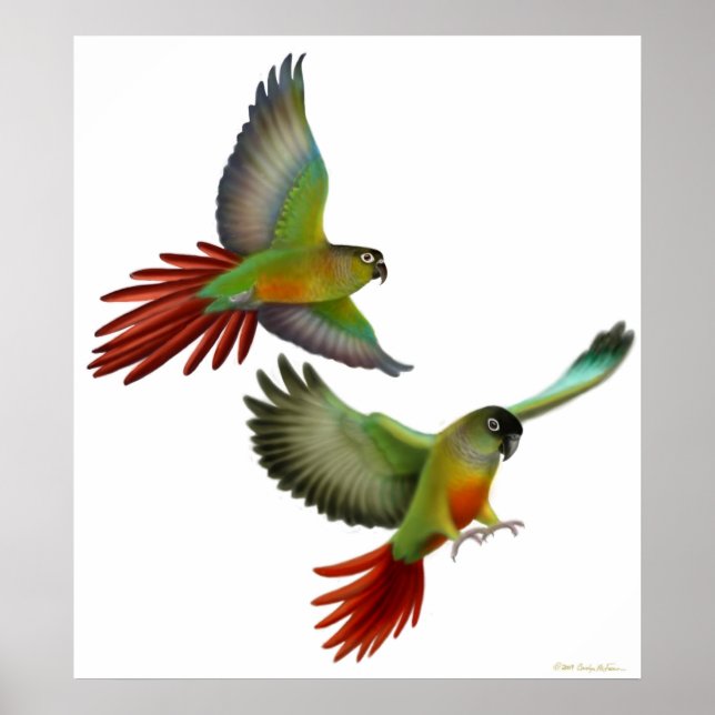Póster Green Cheek Conures Poster (Frente)