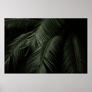 PÓSTER GREEN COCONUT TREE PHOTO