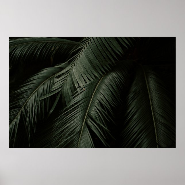 PÓSTER GREEN COCONUT TREE PHOTO (Frente)