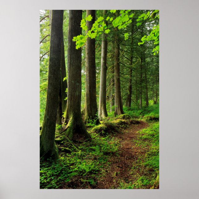 Póster Green Forest Trail Scenic (Frente)