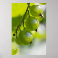 Green Gooseberries CC0208 Wake Up Poster