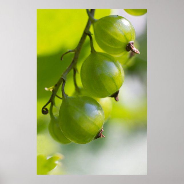 Póster Green Gooseberries CC0208 Wake Up Poster (Frente)