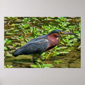 Póster Green Heron (Butorides virescens)