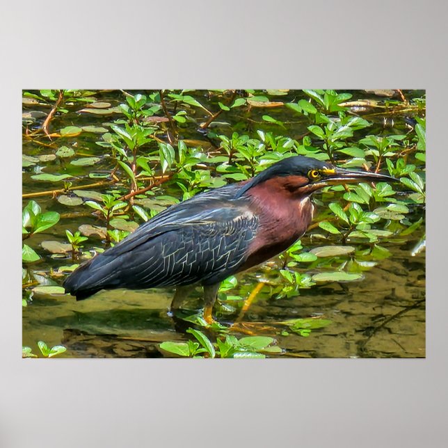 Póster Green Heron (Butorides virescens) (Frente)