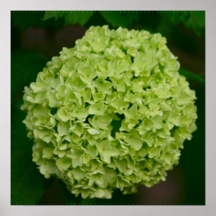 Póster Green Hydrangea Poster