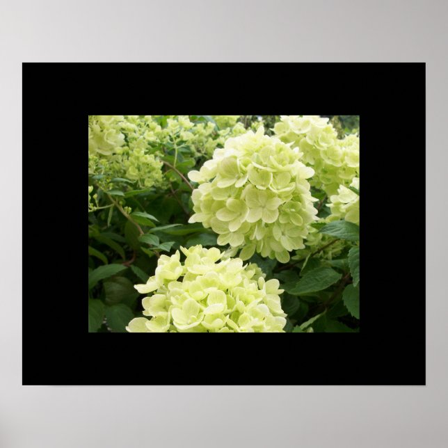 Póster Green Hydrangeas Poster (Frente)