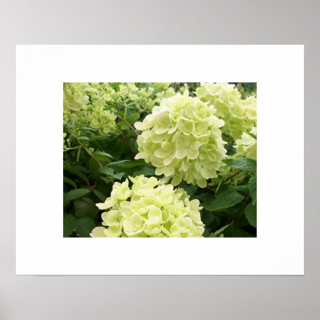 Póster Green Hydrangeas Poster (Frente)