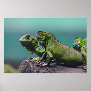 Póster Green Iguanas