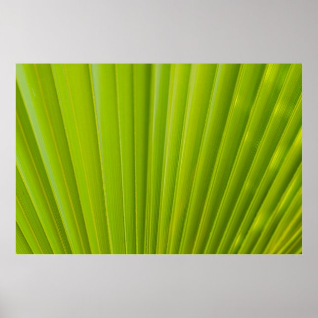 Póster Green leaf (Frente)