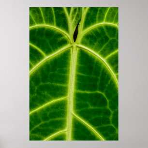 Póster Green-leafed plant