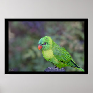 Póster Green Lorikeet