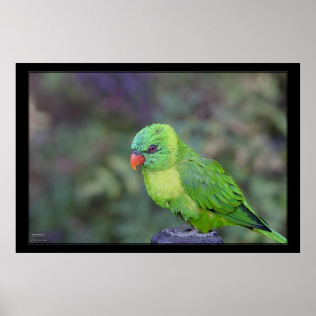 Póster Green Lorikeet (Frente)