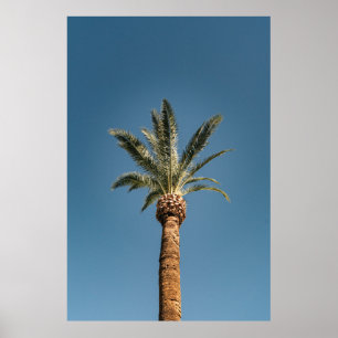 Póster Green palm tree under blue sky in the morning