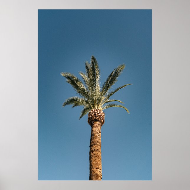 Póster Green palm tree under blue sky in the morning (Frente)