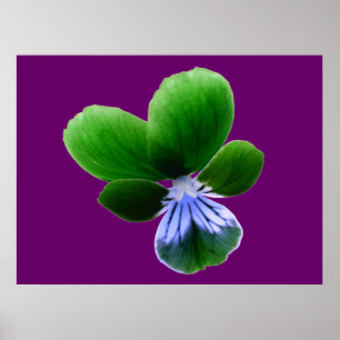 Póster Green Pansy Print