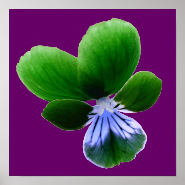 Póster Green Pansy Print (Frente)