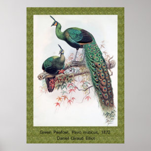 Póster Green Peafowl, Pavo muticus, monografía de Pha de 