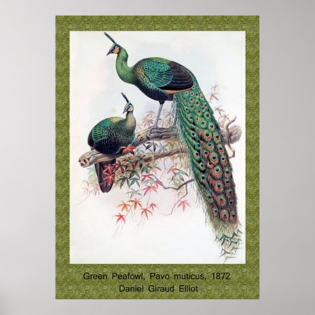 Póster Green Peafowl, Pavo muticus, monografía de Pha de  (Frente)