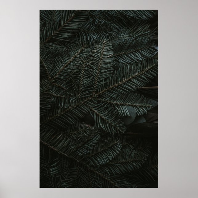 Póster Green pine tree leaves (Frente)