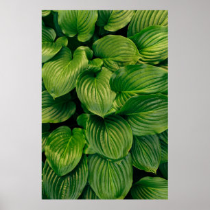 Póster Green plant