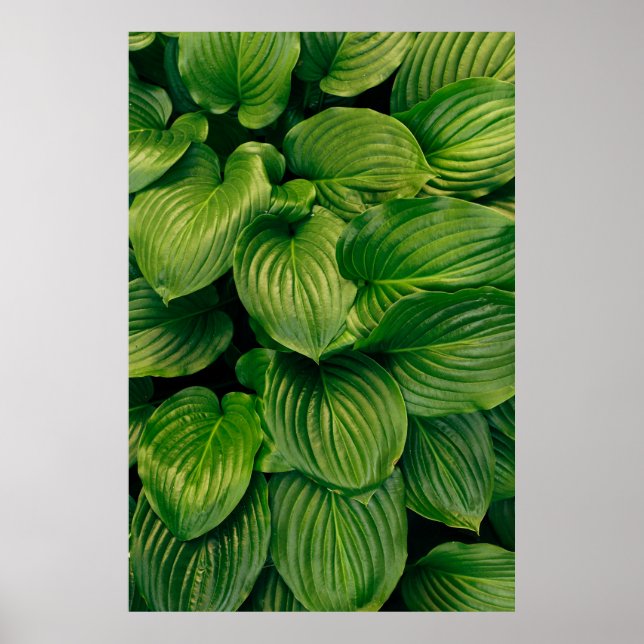 Póster Green plant (Frente)
