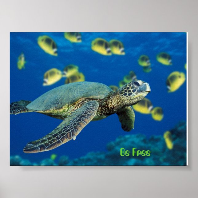 Póster Green Sea Turtle, Be Free (Frente)