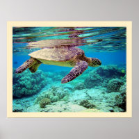 Green sea turtle (Chelonia mydas)