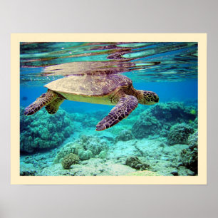 Póster Green sea turtle (Chelonia mydas)