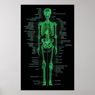 Póster green skeleton