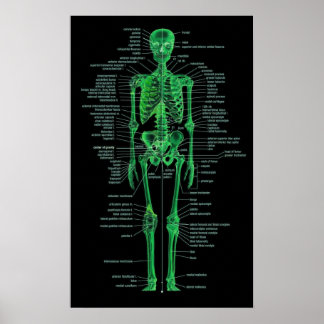 Póster green skeleton