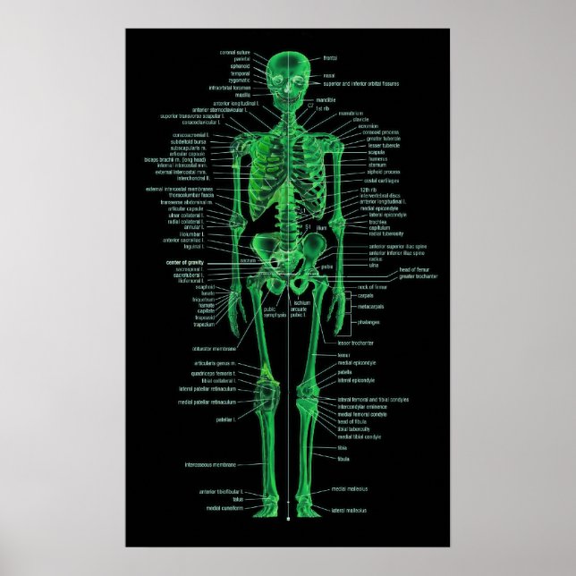 Póster green skeleton (Frente)