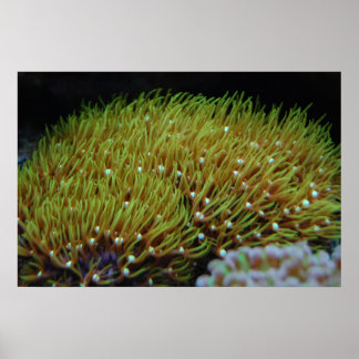 Póster green star polyp coral poster