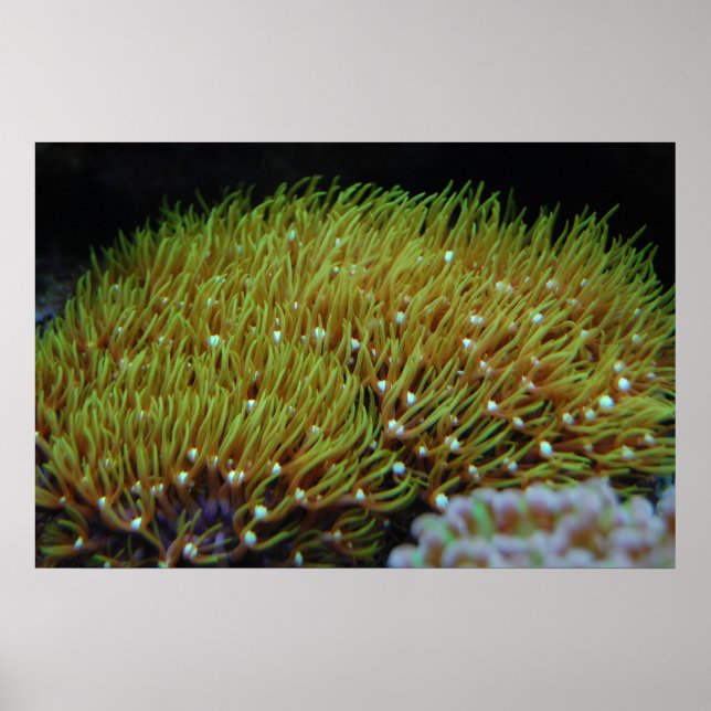 Póster green star polyp coral poster (Frente)