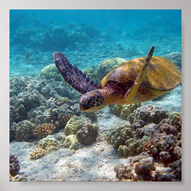 Póster Green Turtle (Frente)