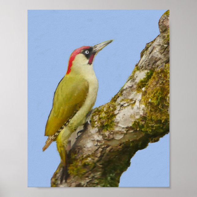 Póster Green Woodpecker Poster (Frente)
